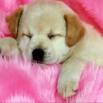 puppy Animal golden retriever PFP