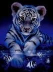 Download Animal Tiger PFP