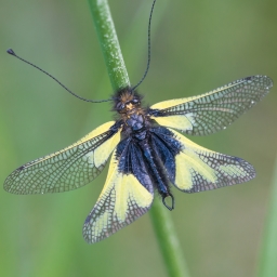Libelloides coccajus is an Owlfly species belonging to the family Ascalaphidae