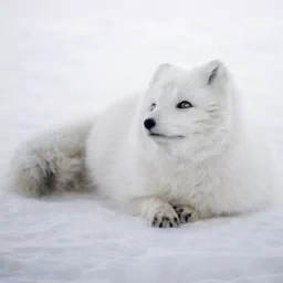  Arctic Fox in Iceland