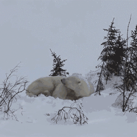 Download Animal Polar Bear PFP