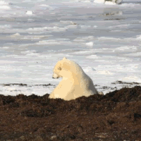 Download Animal Polar Bear PFP