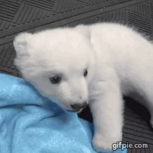 Animal polar bear PFP