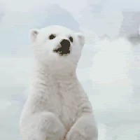 Animal polar bear PFP