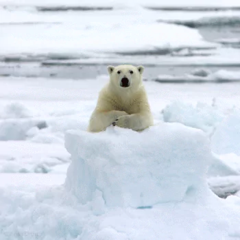 Animal polar bear PFP
