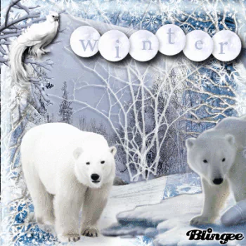 Animal polar bear PFP