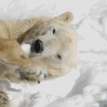 Animal polar bear PFP