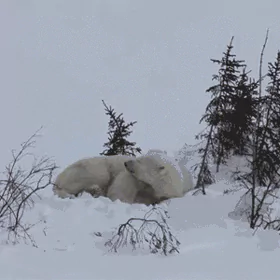Animal polar bear PFP