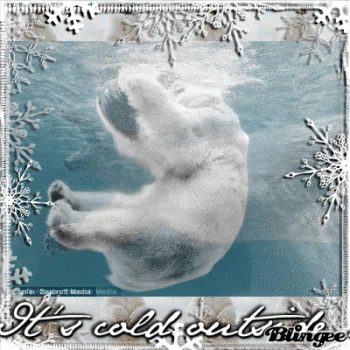 Animal polar bear PFP