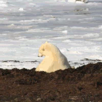 Animal polar bear PFP