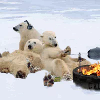 Animal polar bear PFP