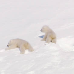 Download Animal Polar Bear PFP