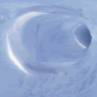 Download Animal Polar Bear PFP