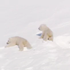 Animal polar bear PFP