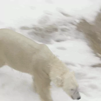 Animal polar bear PFP