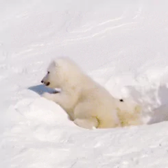 Animal polar bear PFP