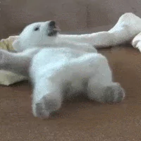 Animal polar bear PFP