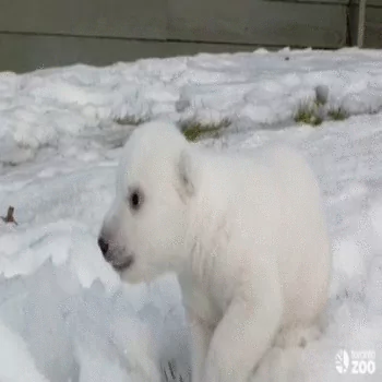 Animal polar bear PFP