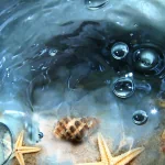 Animal sea life PFP
