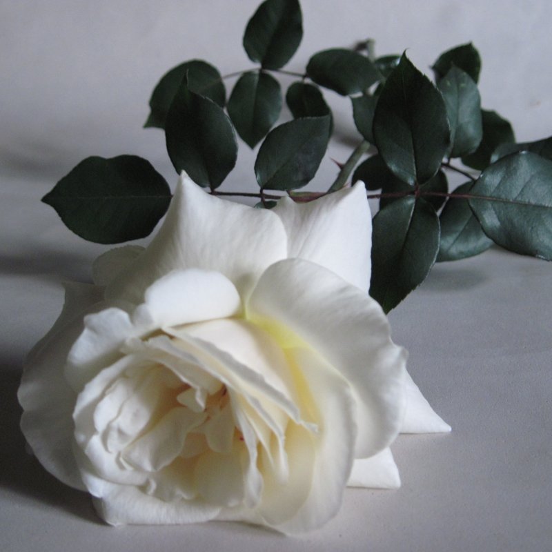 Download White Rose Rose Flower White Flower Nature PFP