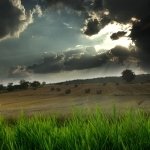 Download Nature Field PFP