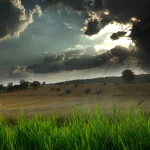 nature field PFP