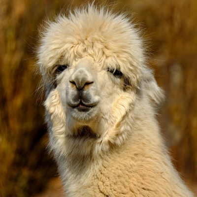 Woolly Alpaca by Couleur