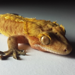 Yellow Crested Gecko