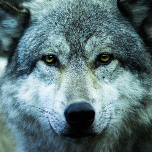 Lonewolf is watching you