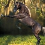 Download Animal Horse PFP