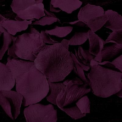 Download Petal Purple Flower Earth Nature PFP