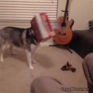 food beer PFP