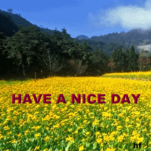 Download Nice Day Misc Statement PFP