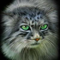 Download Green Eyes Painting Pallas's Cat Animal PFP