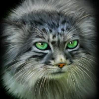  Pallas's Cat Art