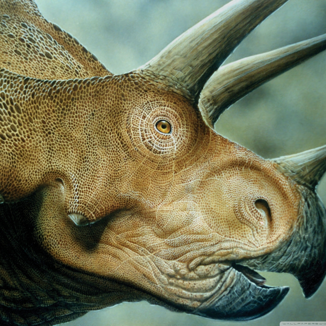 Triceratops by mark rehkopf