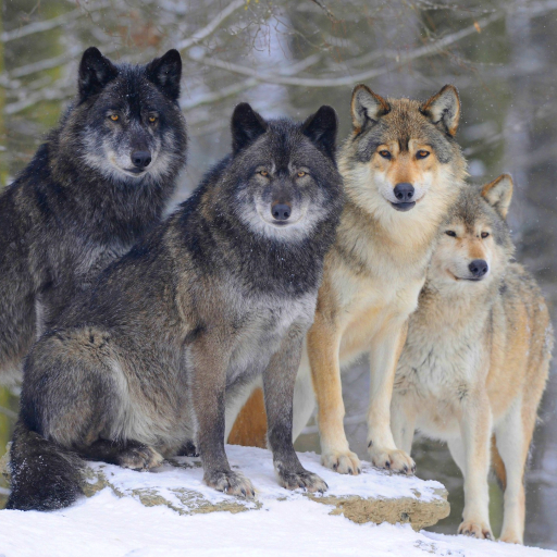 Gray and Black Wolves in Winter Forest