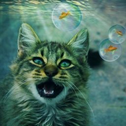 Cat Underwater with Goldfish
