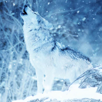  Wolf Howling in the Winter Snow by ractapopulous