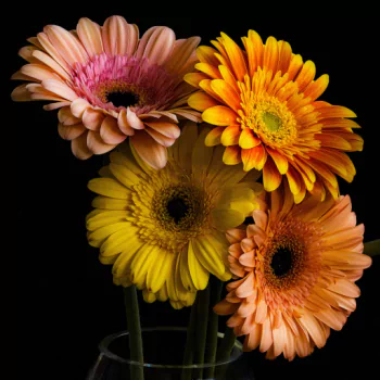 colorful vase gerbera flower earth nature PFP