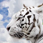 Animal white tiger PFP