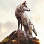 Download Wolf Wolf Totem Movie PFP