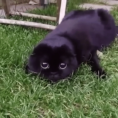 Download Funny Cat PFP