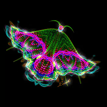 artistic butterfly PFP