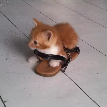 kitten Animal cat PFP