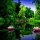 lily pad