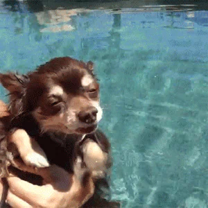 chihuahua funny dog PFP