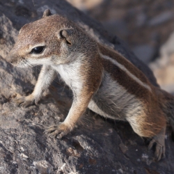 Small Chipmunk on a Rock