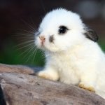 Download Animal Rabbit PFP