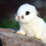Animal rabbit PFP
